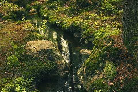 Stream In Forest In Finland by Sandra Rugina