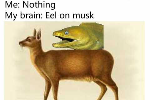 EeL oN mUsK